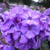 Phlox - Blue Paradise