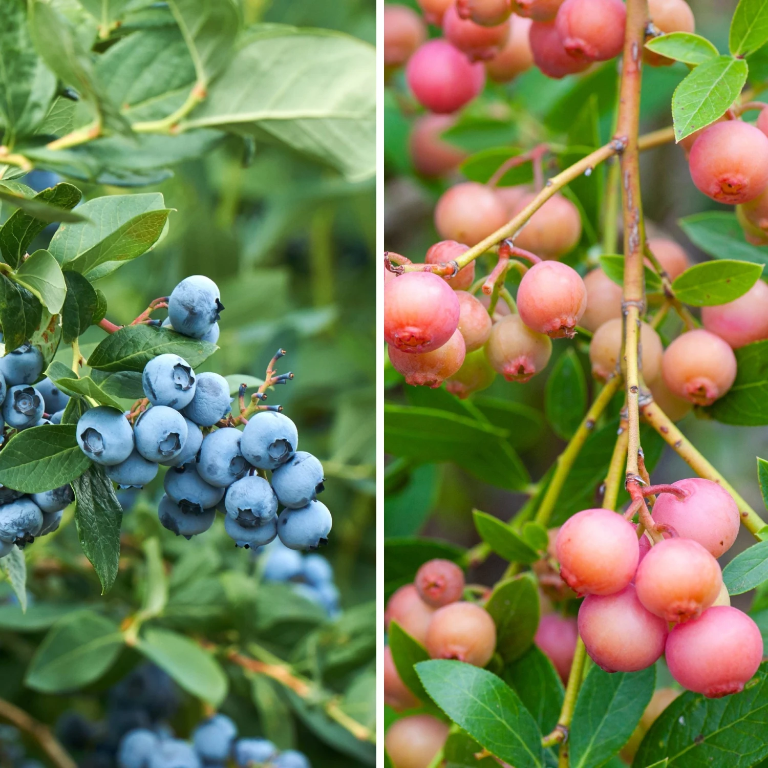 Blueberry - Duo Collection