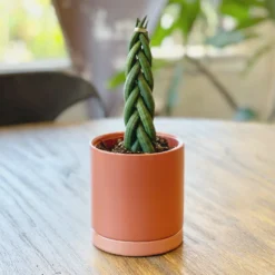 Sansevieria - Cylindrica Braided Houseplant
