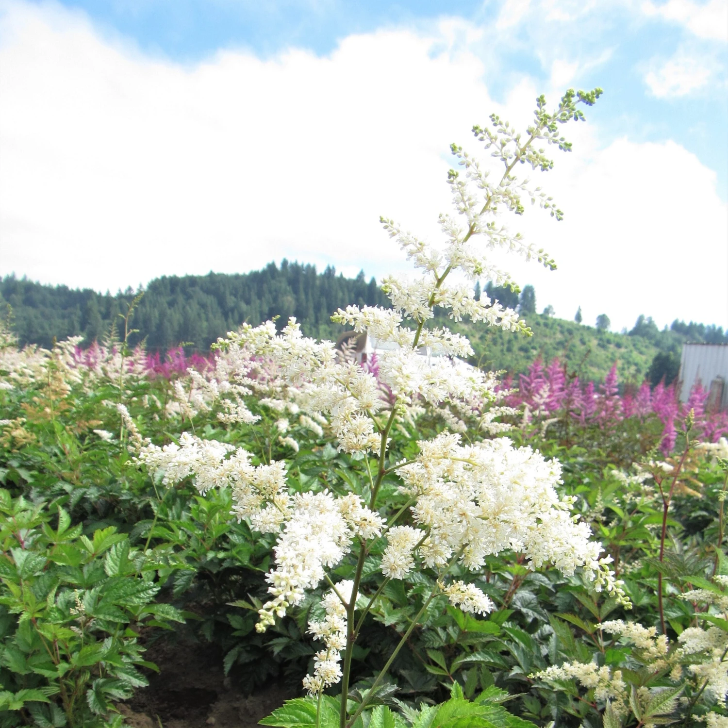 Astilbe - Cotton Candy Collection - Image 2