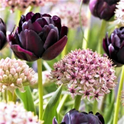 Allium & Tulip - Beauty & Sparkle Blend
