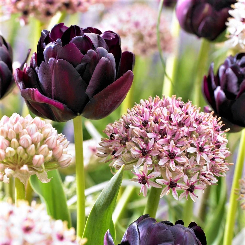 Allium & Tulip - Beauty & Sparkle Blend