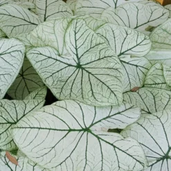 Caladium - Allure