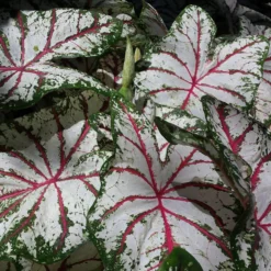 Caladium - Celebration