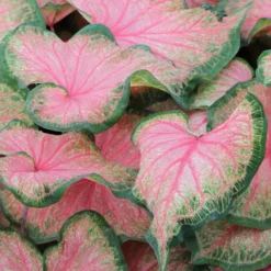 Caladium - Chinook
