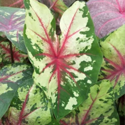 Caladium - Flatter Me
