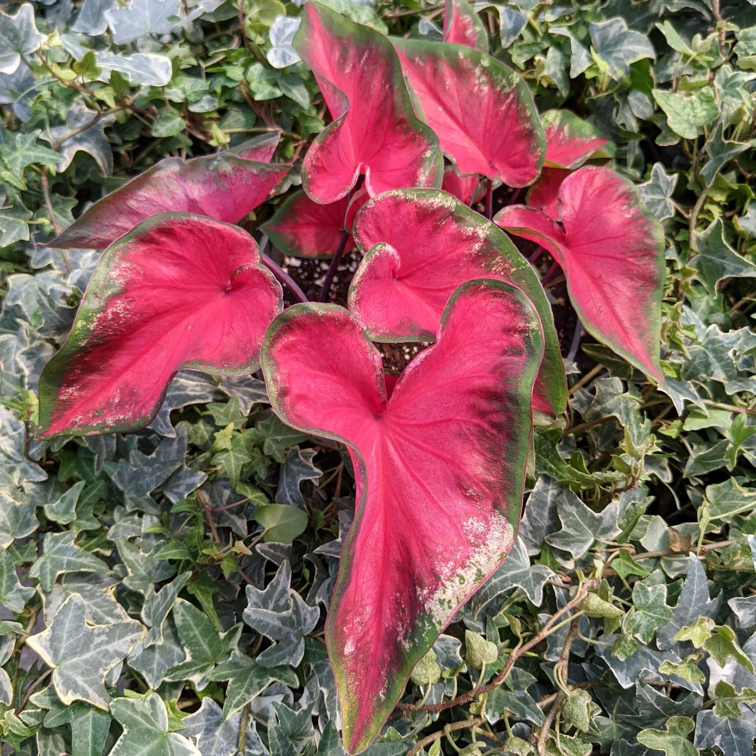 Caladium - Heart's Delight