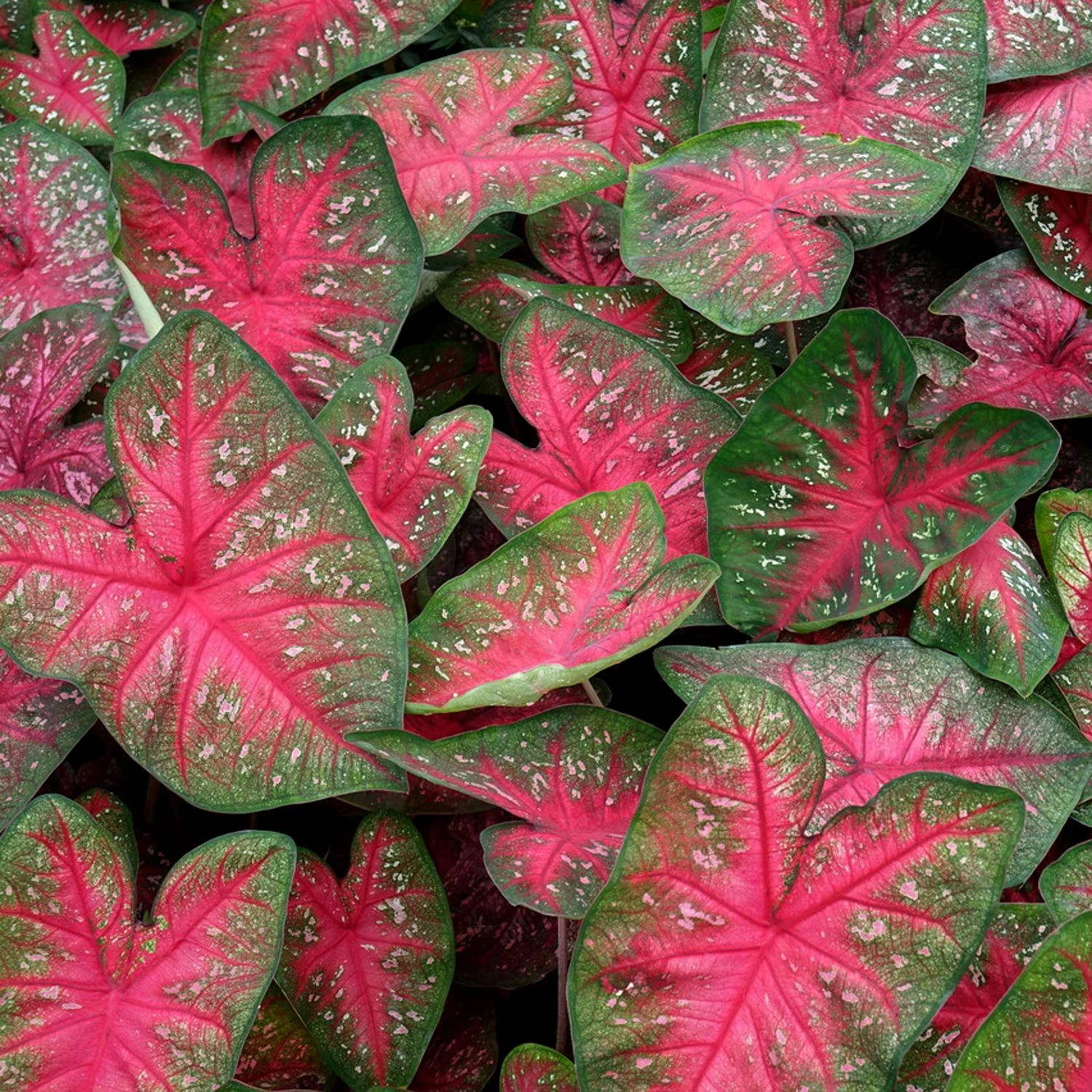 Caladium - Party Punch