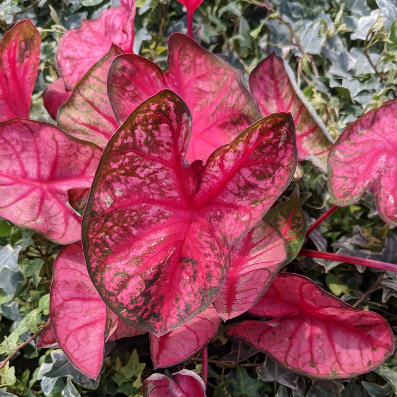 Caladium - Party Punch - Image 2