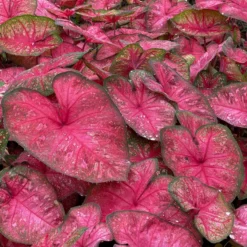 Caladium - Radiance