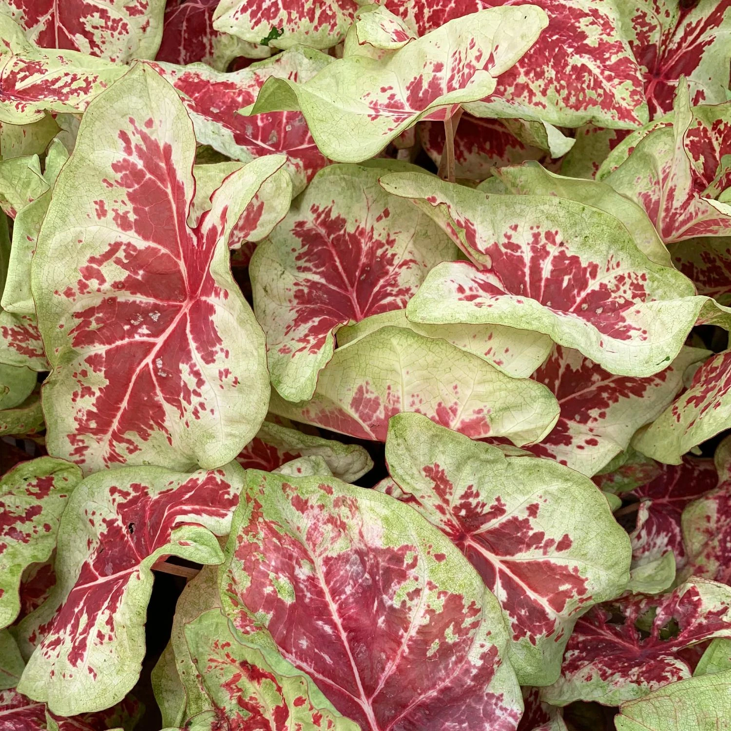 Caladium - Raspberry Moon