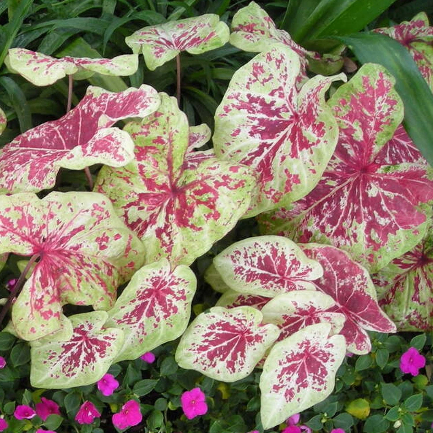 Caladium - Raspberry Moon - Image 3
