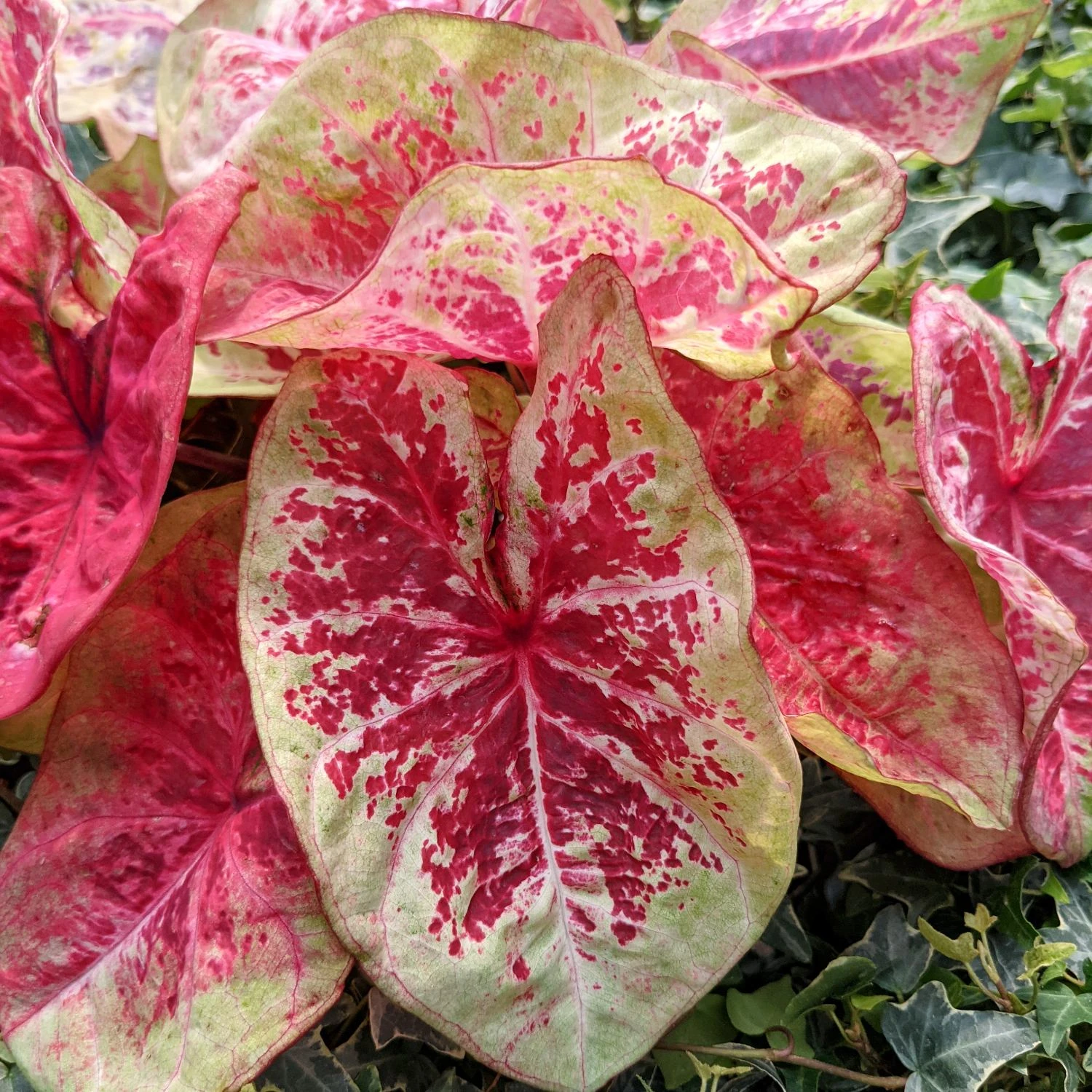 Caladium - Raspberry Moon - Image 2