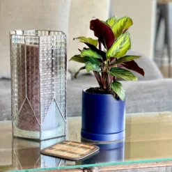 Calathea - Beauty Star Houseplant