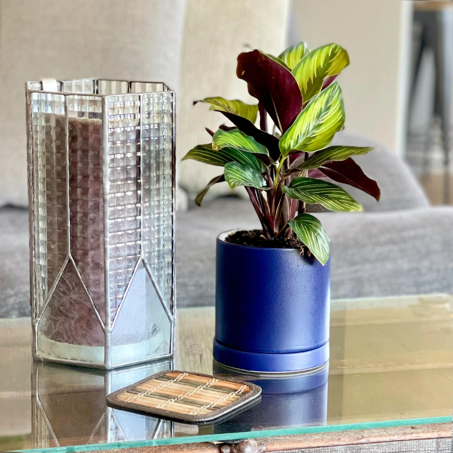 Calathea - Beauty Star Houseplant