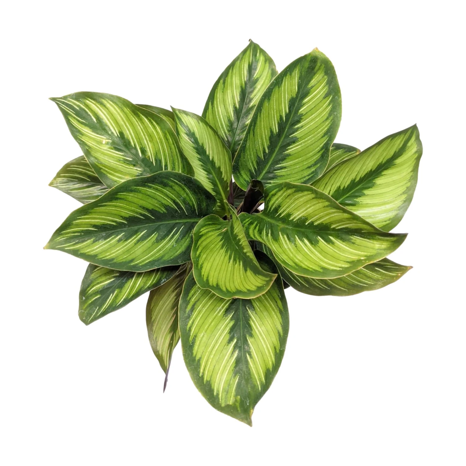 Calathea - Beauty Star Houseplant - Image 6