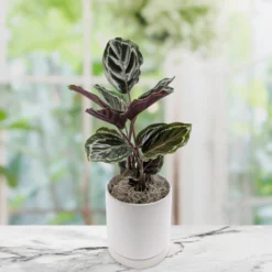 Calathea - Medallion Houseplant