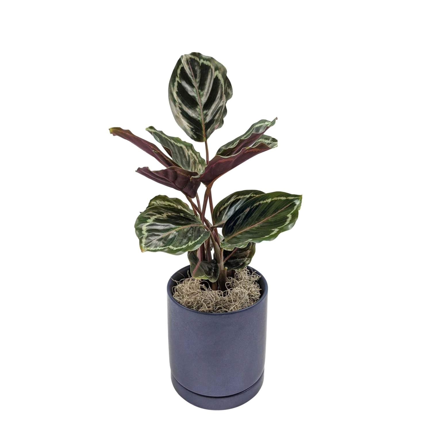 Calathea - Medallion Houseplant - Image 6