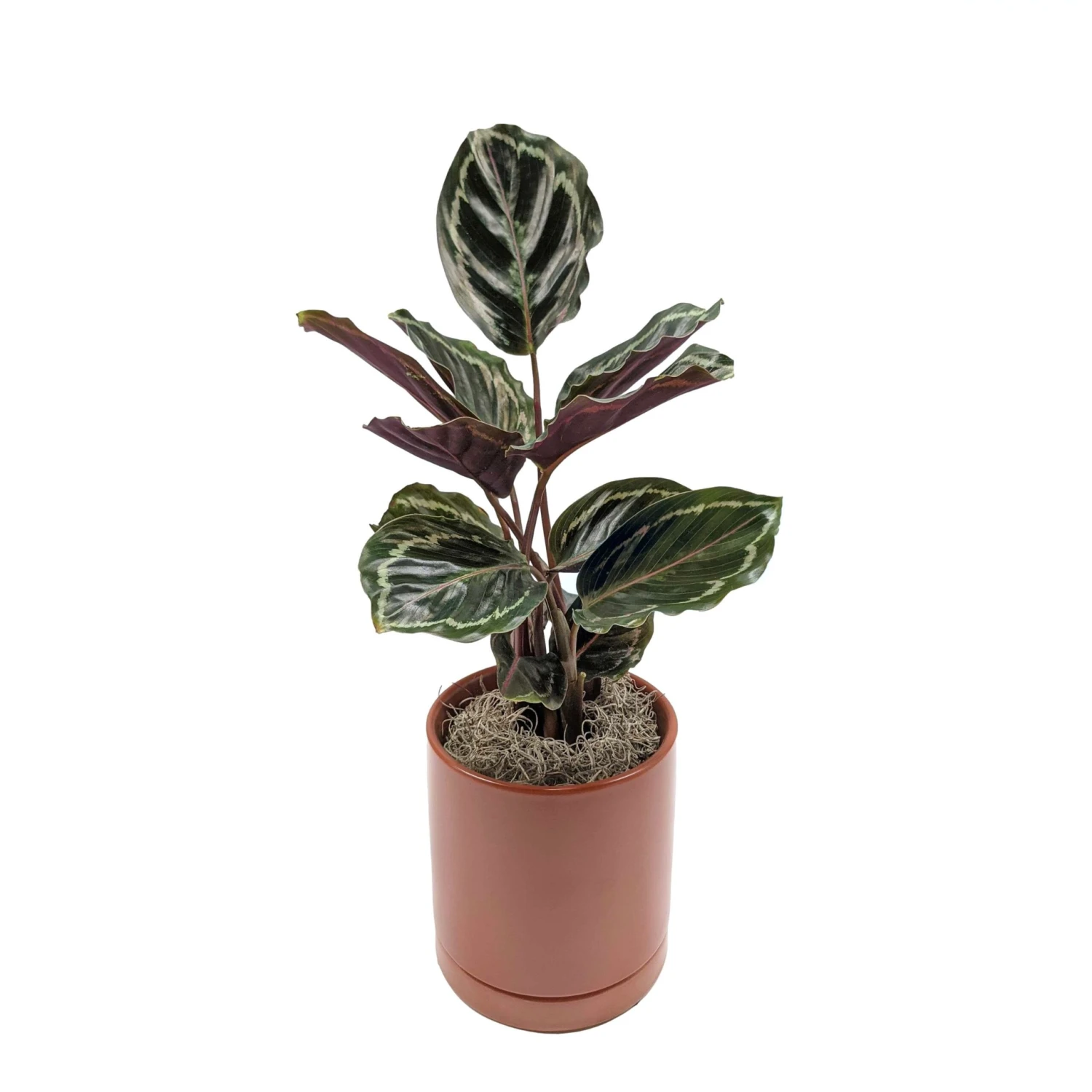 Calathea - Medallion Houseplant - Image 8