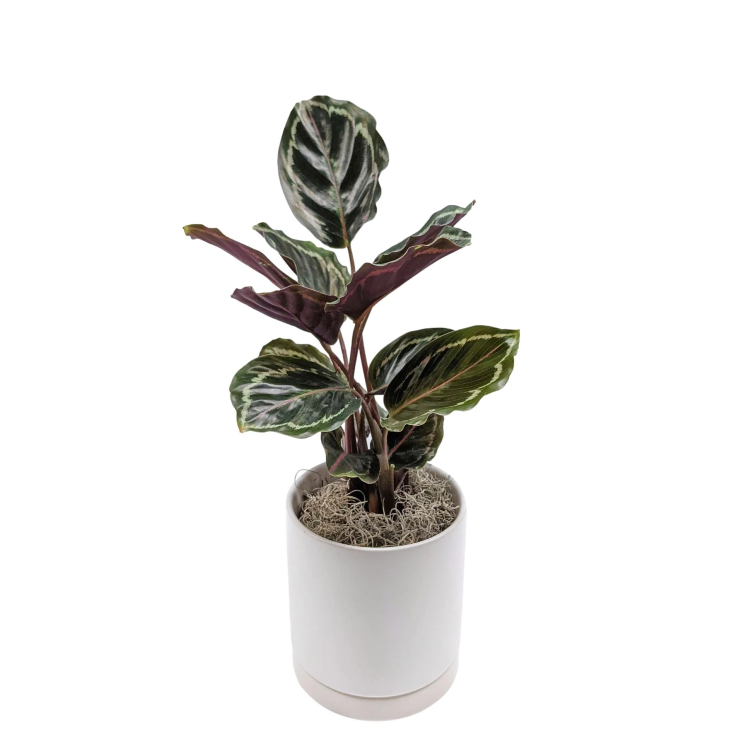 Calathea - Medallion Houseplant - Image 2