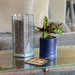 Calathea - Lancifolia Rattlesnake Houseplant