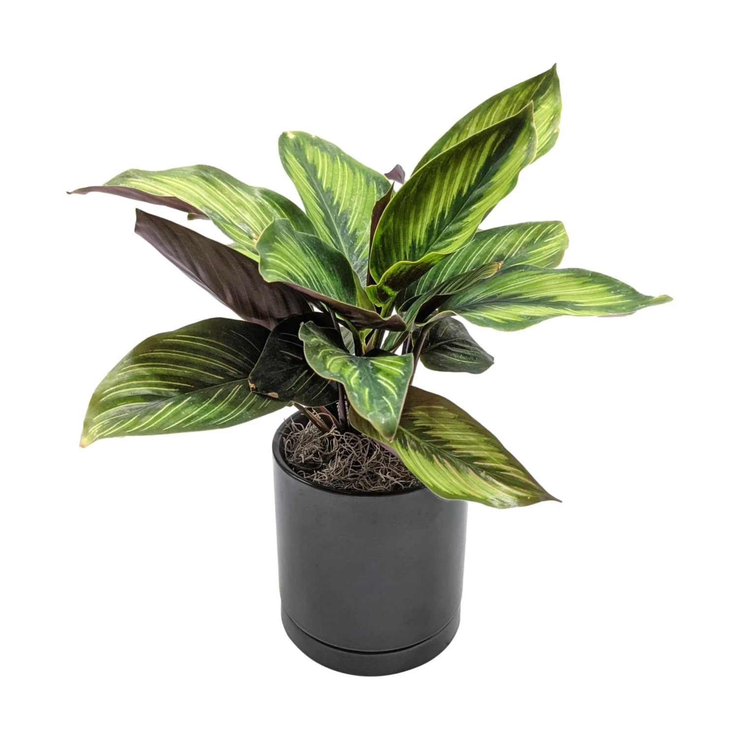 Calathea - Beauty Star Houseplant - Image 3
