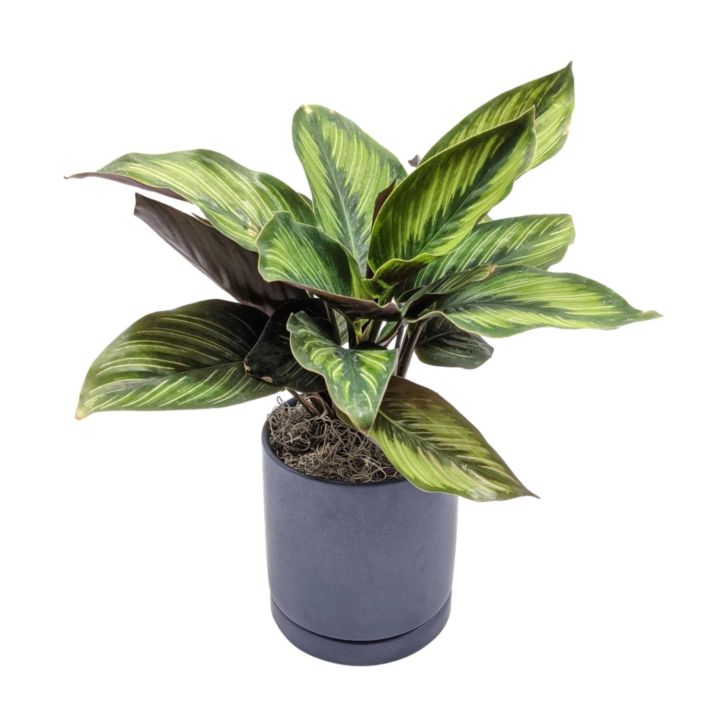 Calathea - Beauty Star Houseplant - Image 4