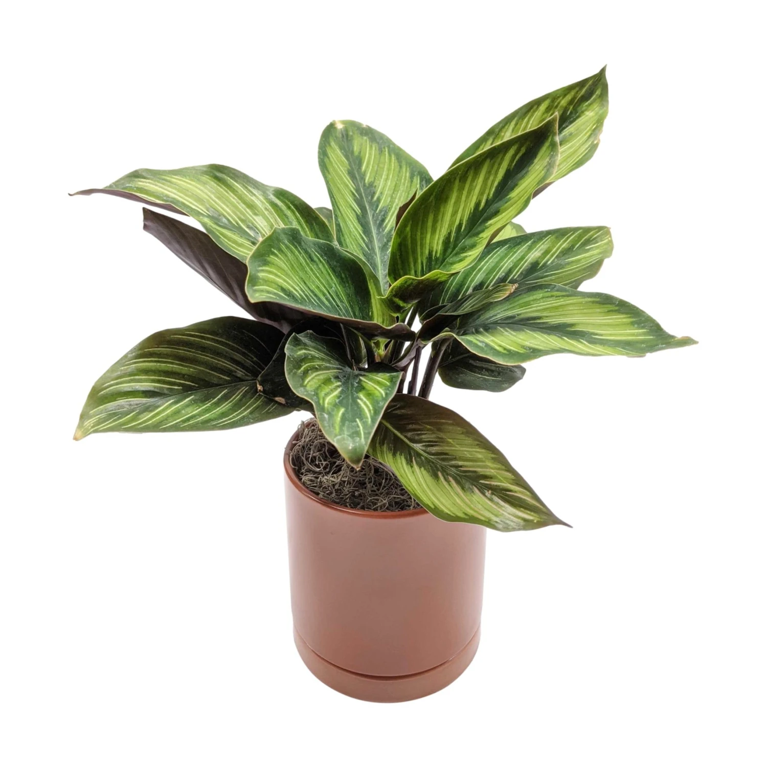 Calathea - Beauty Star Houseplant - Image 5