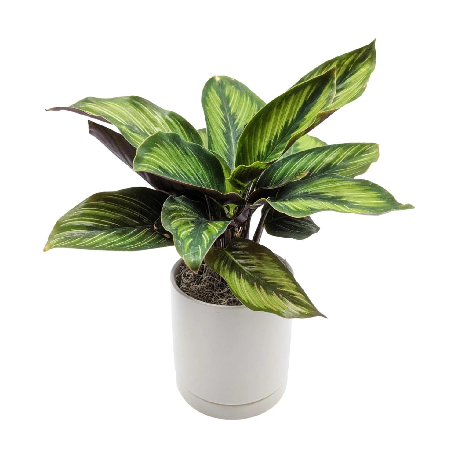 Calathea - Beauty Star Houseplant - Image 2