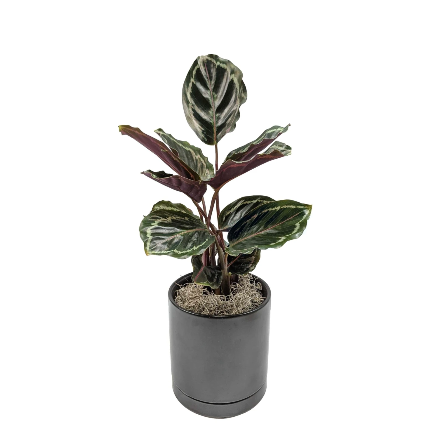 Calathea - Medallion Houseplant - Image 4