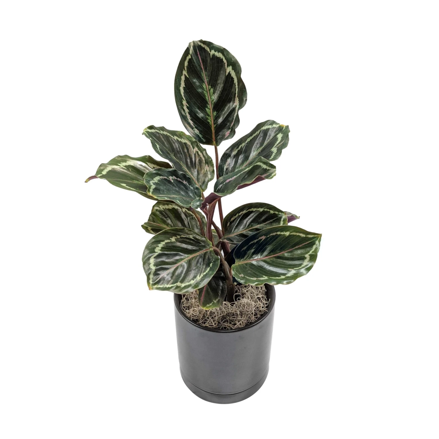 Calathea - Medallion Houseplant - Image 5