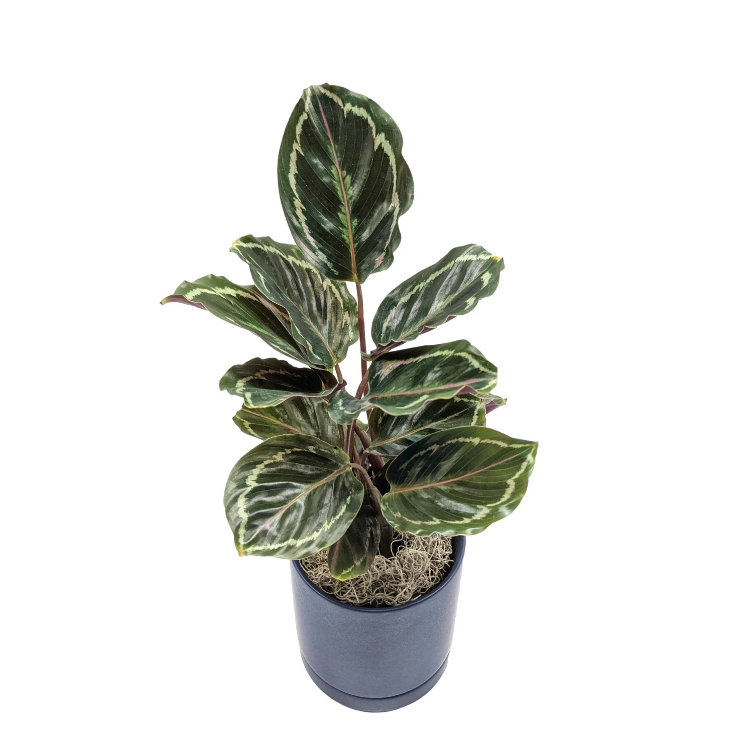 Calathea - Medallion Houseplant - Image 7