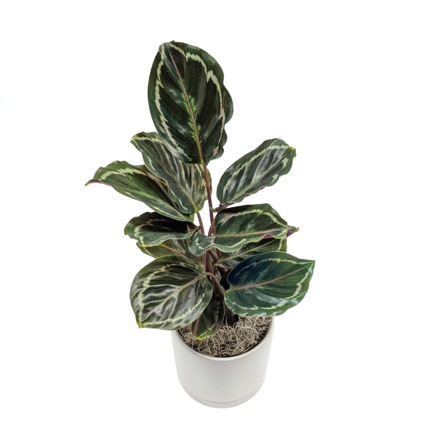 Calathea - Medallion Houseplant - Image 3