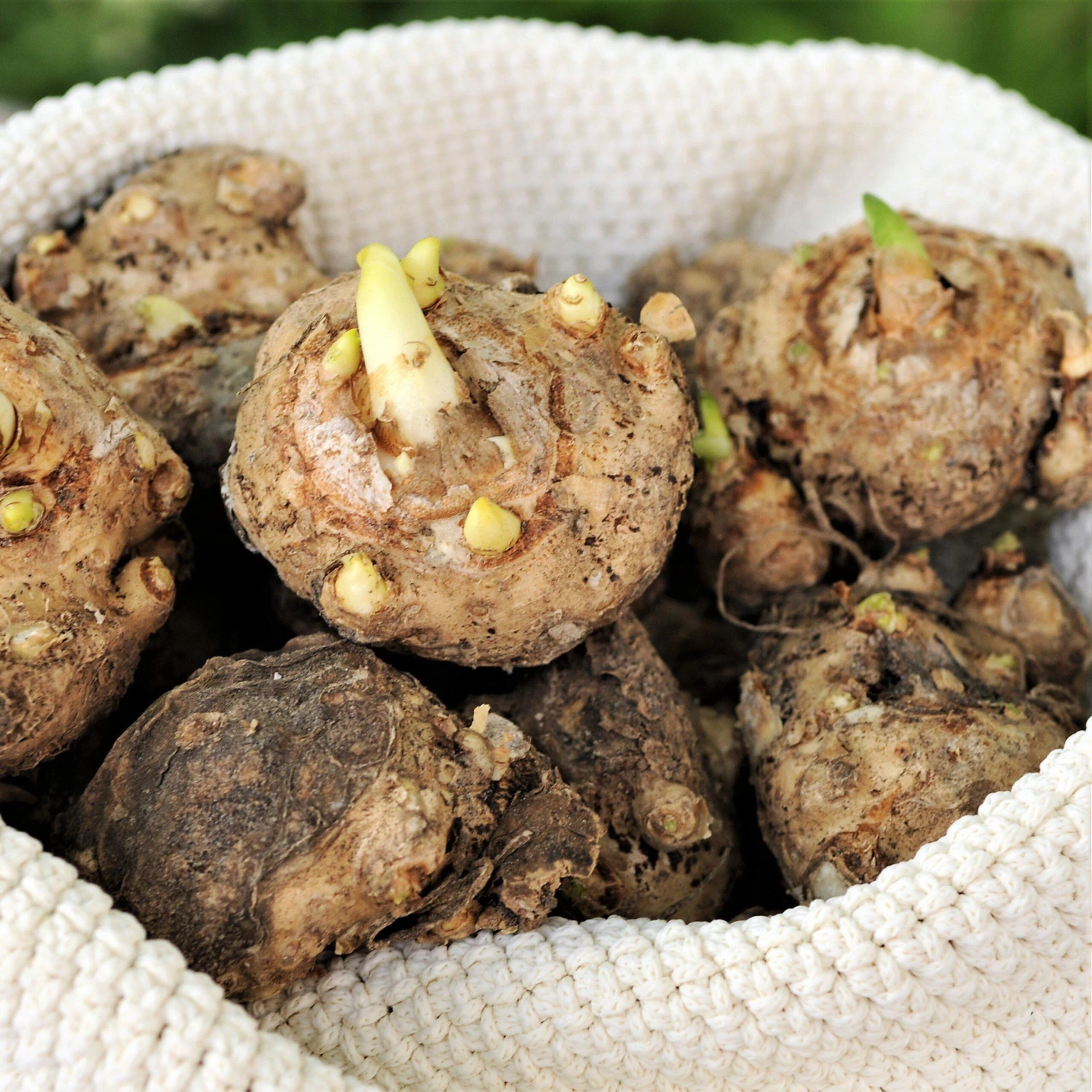 Calla - Mint Julep - Image 4