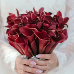 Calla - Captain Reno