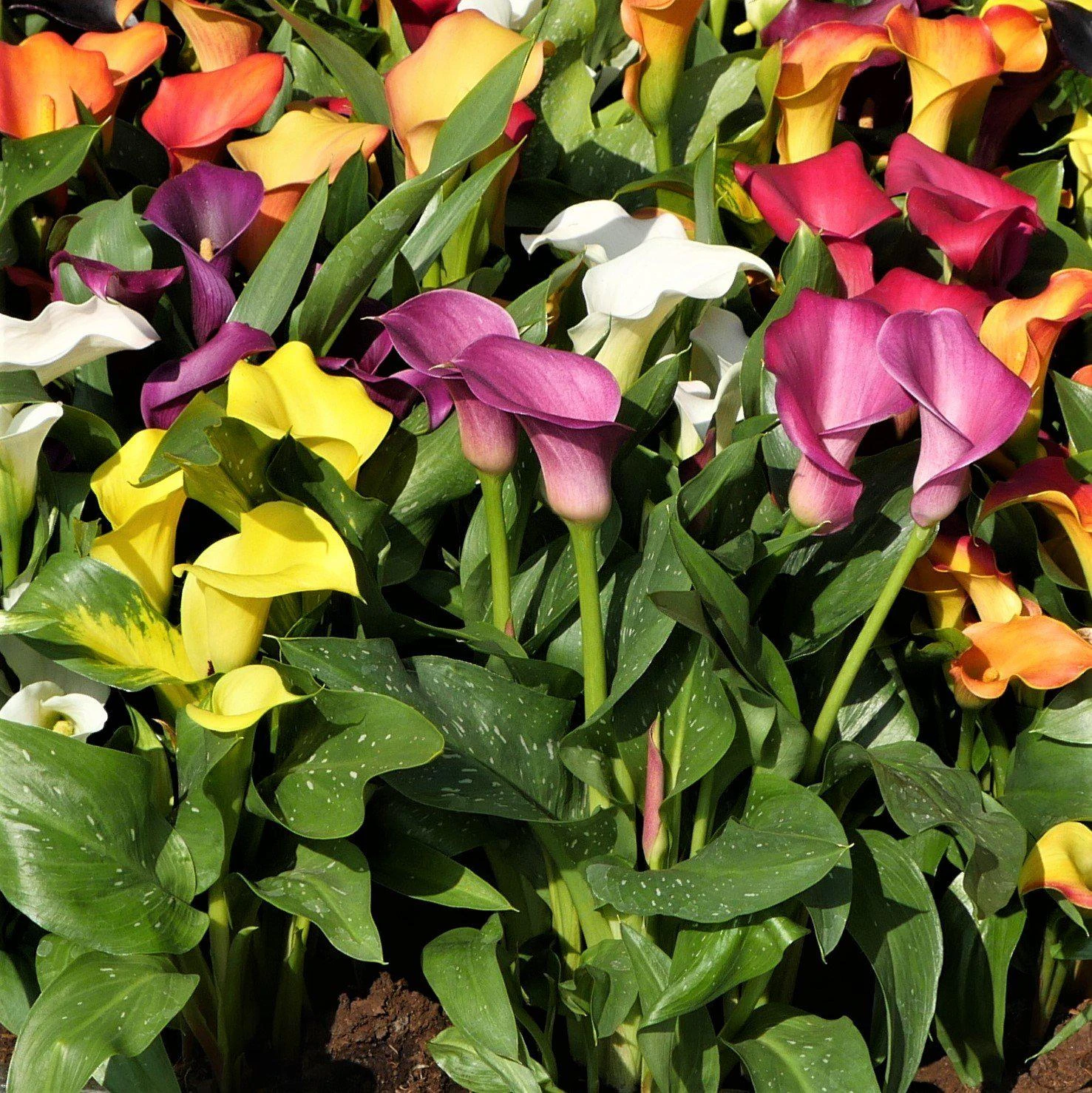 Calla - Rainbow Mix - Image 2