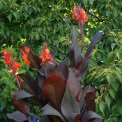 Canna - Tropicanna Black