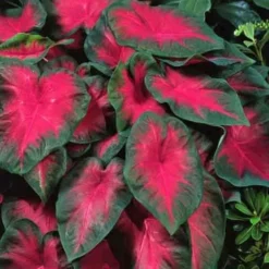Caladium - Cardinal