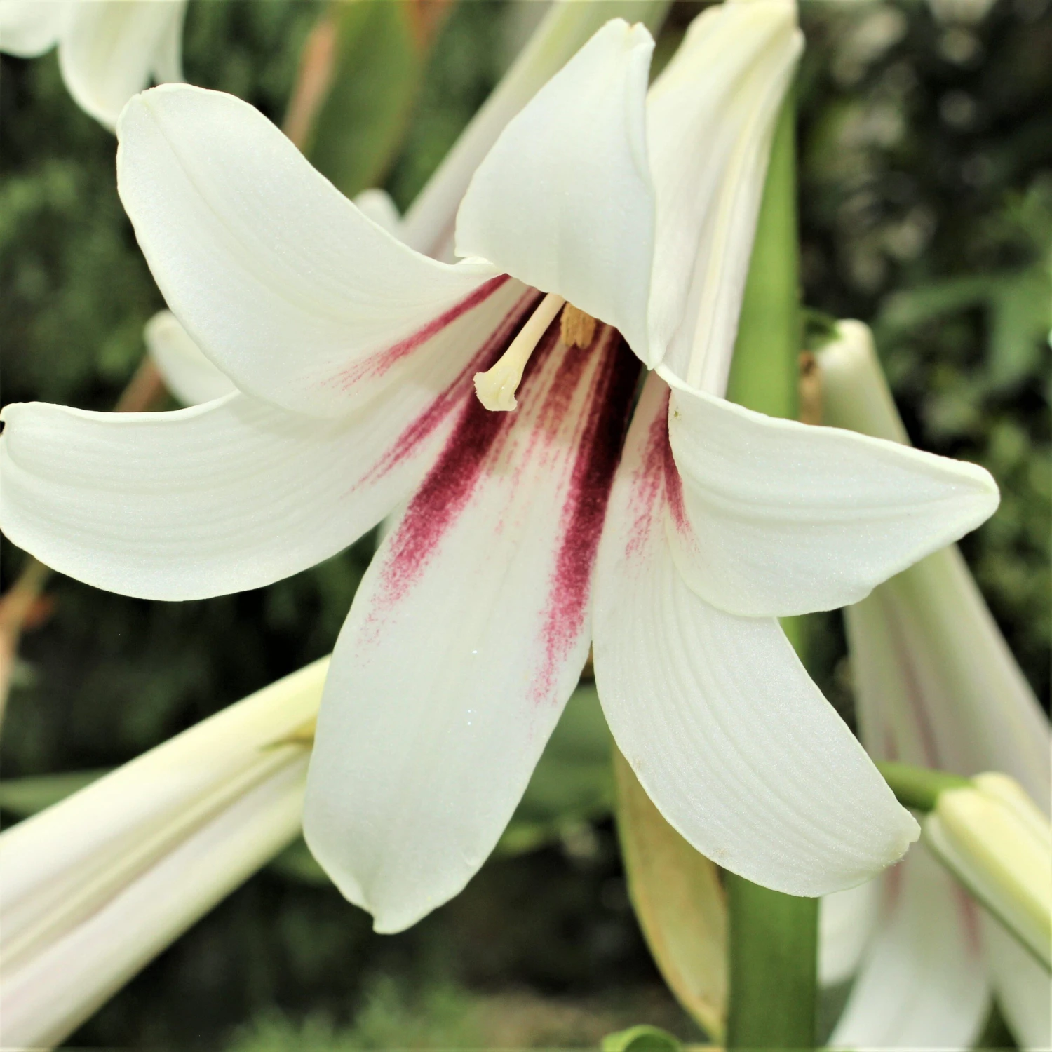 Giant Himalayan Lily - Image 2
