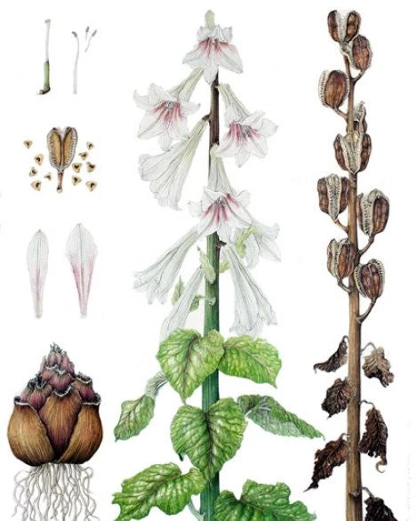 Giant Himalayan Lily - Image 4