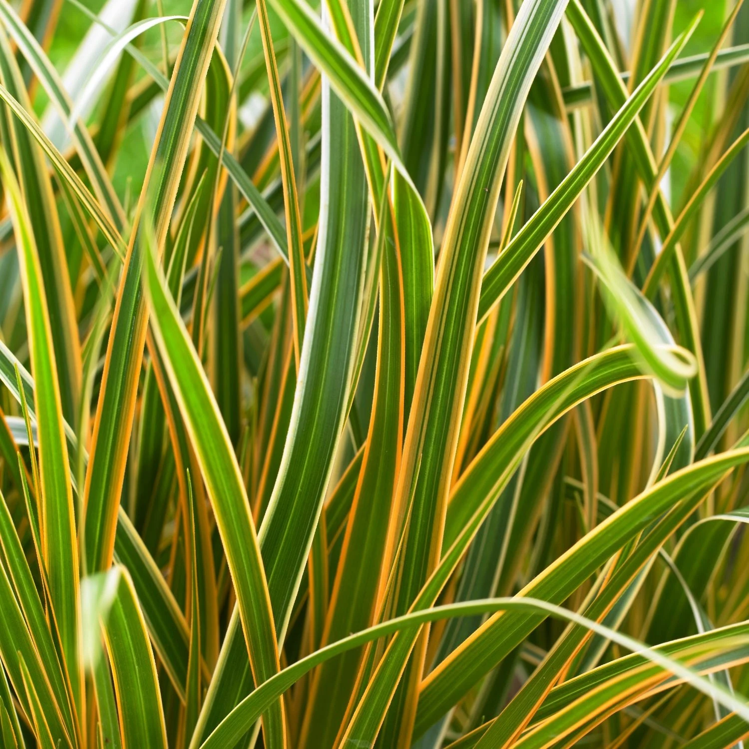 Sedge - EverColor Everglow - Image 2