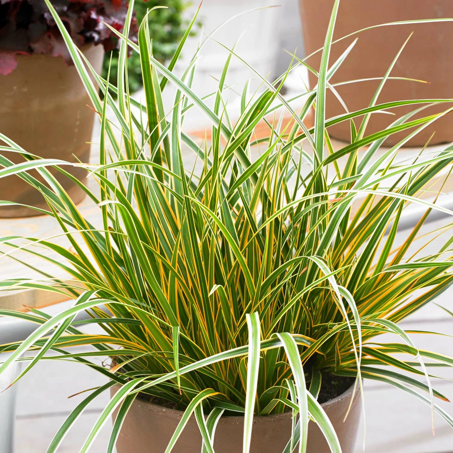 Sedge - EverColor Everglow