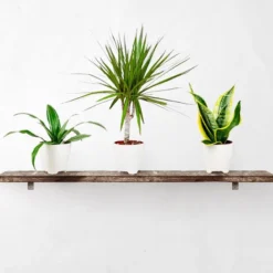 Clean Air Houseplant Collection
