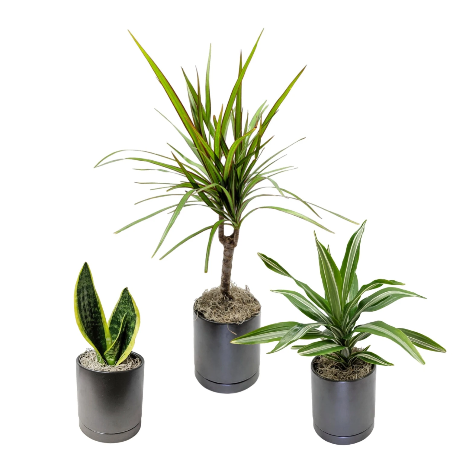Clean Air Houseplant Collection - Image 3
