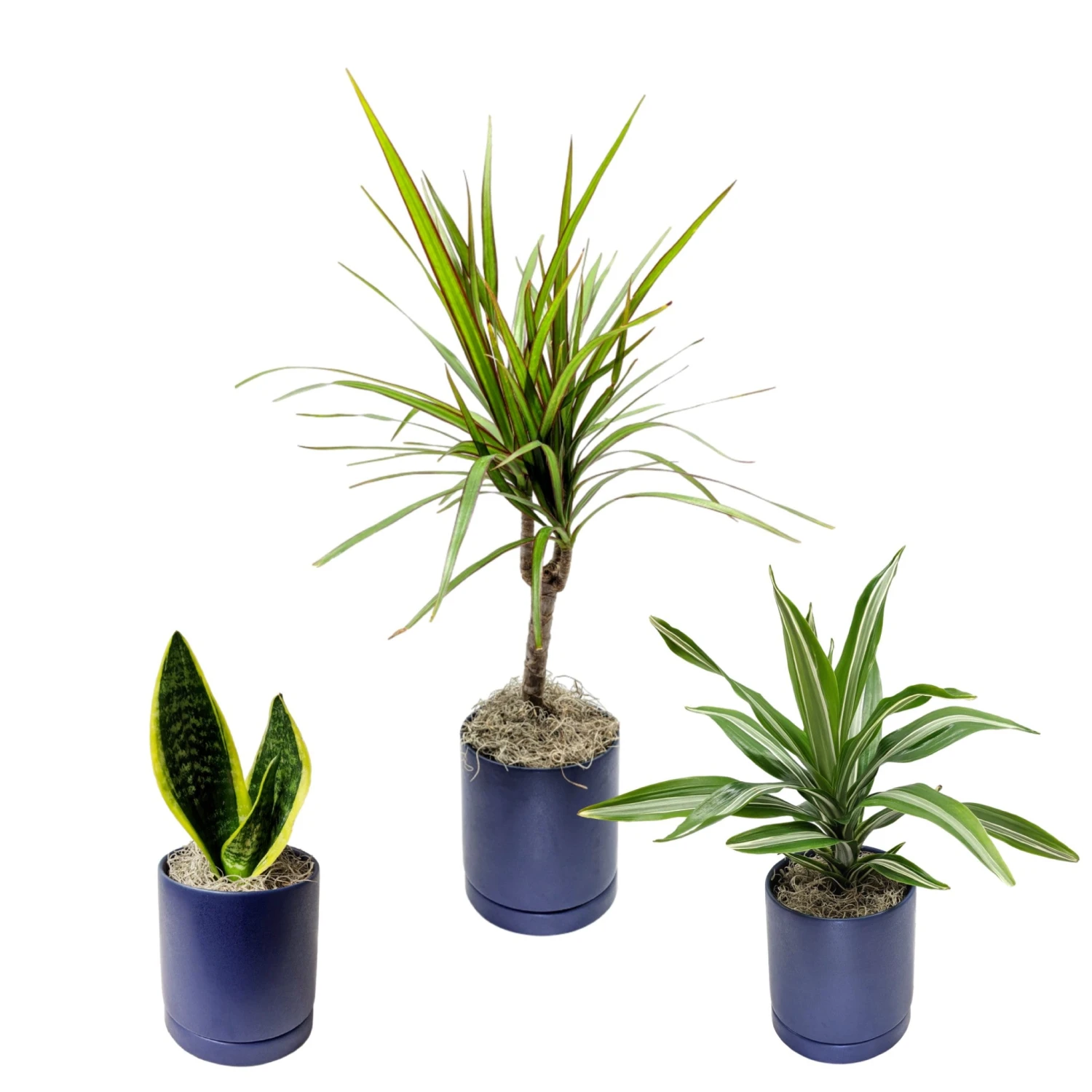 Clean Air Houseplant Collection - Image 4