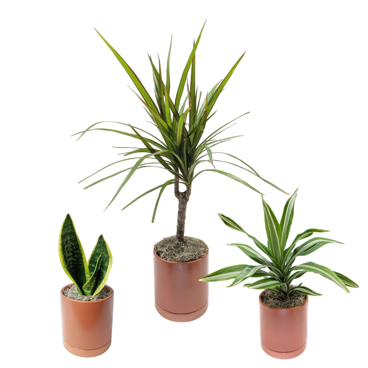 Clean Air Houseplant Collection - Image 5