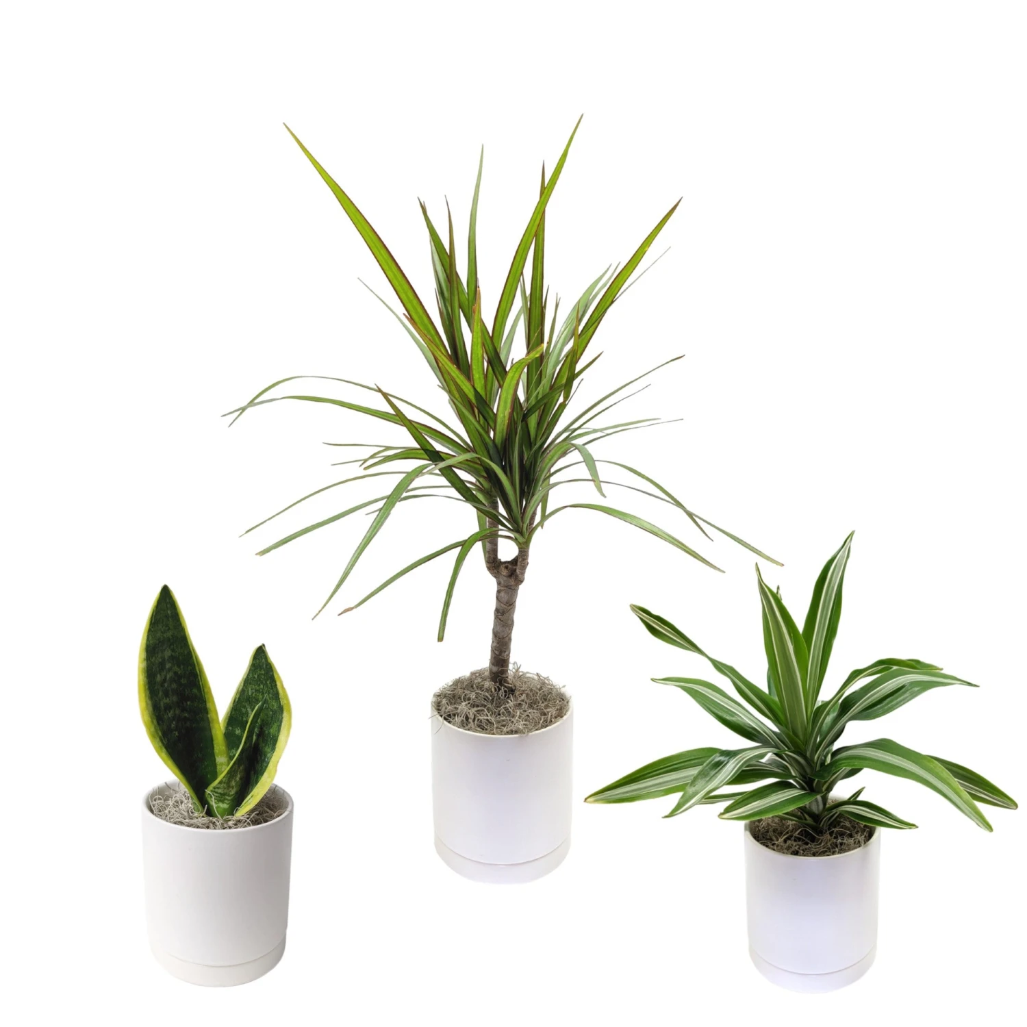 Clean Air Houseplant Collection - Image 2