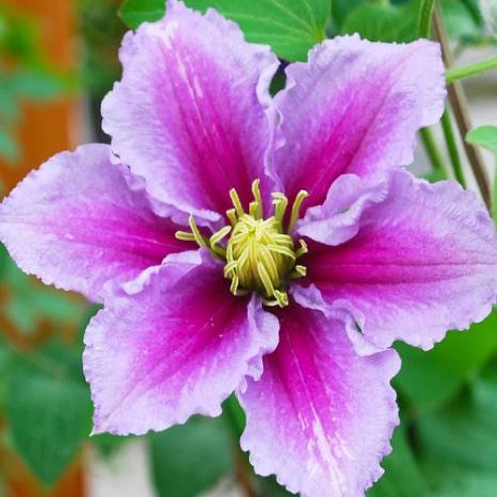 Clematis - Piilu