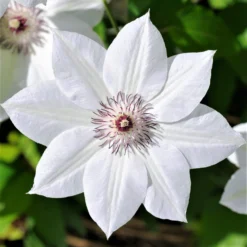 Clematis - Henryi