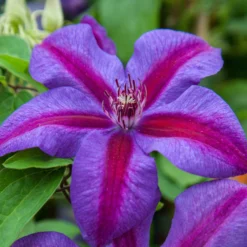 Clematis - Mrs. N Thompson